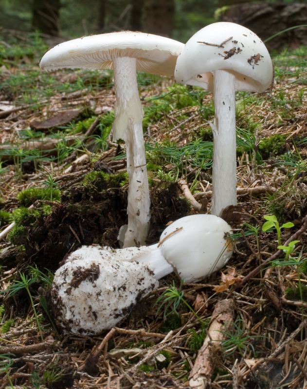 Amanita virosa